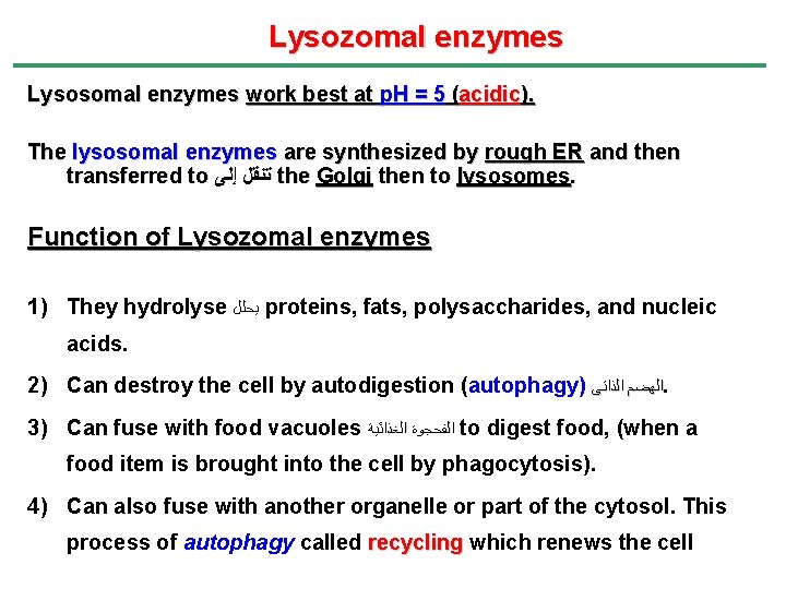 Lysozomal enzymes Lysosomal enzymes work best at p. H = 5 (acidic). The lysosomal