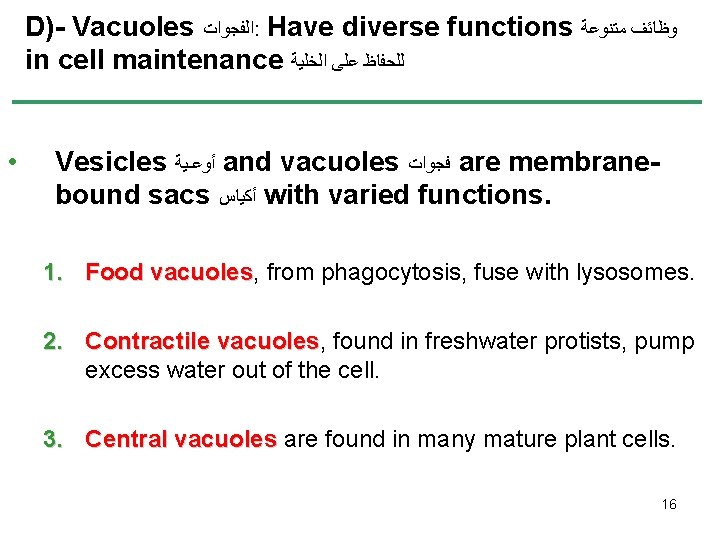D)- Vacuoles ﺍﻟﻔﺠﻮﺍﺕ : Have diverse functions ﻭﻇﺎﺋﻒ ﻣﺘﻨﻮﻋﺔ in cell maintenance ﻟﻠﺤﻔﺎﻅ ﻋﻠﻰ