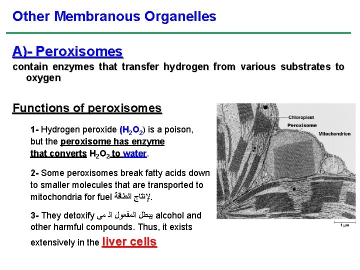 Other Membranous Organelles A)- Peroxisomes contain enzymes that transfer hydrogen from various substrates to