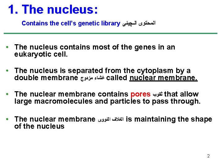 1. The nucleus: Contains the cell’s genetic library ﺍﻟﻤﺤﺘﻮﻯ ﺍﻟـﭽﻴﻨﻰ • The nucleus contains