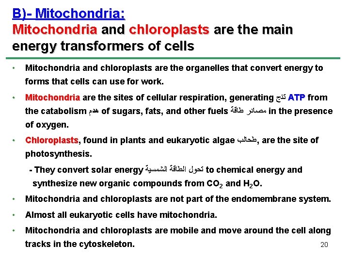 B)- Mitochondria: Mitochondria and chloroplasts are the main energy transformers of cells • Mitochondria
