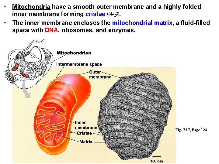  • Mitochondria have a smooth outer membrane and a highly folded inner membrane