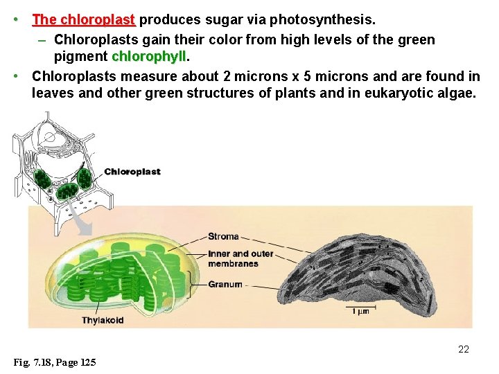  • The chloroplast produces sugar via photosynthesis. – Chloroplasts gain their color from