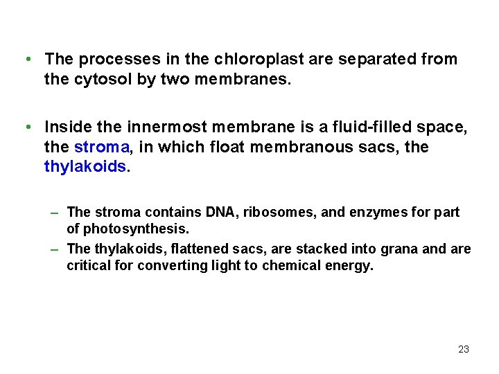  • The processes in the chloroplast are separated from the cytosol by two