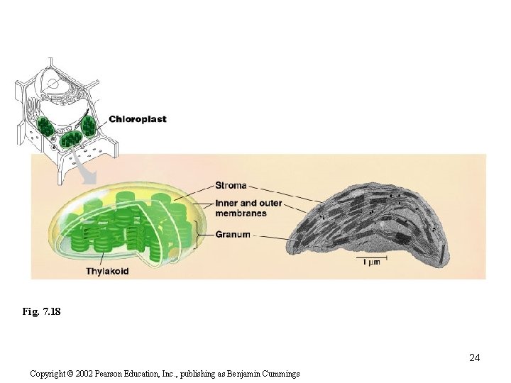 Fig. 7. 18 24 Copyright © 2002 Pearson Education, Inc. , publishing as Benjamin