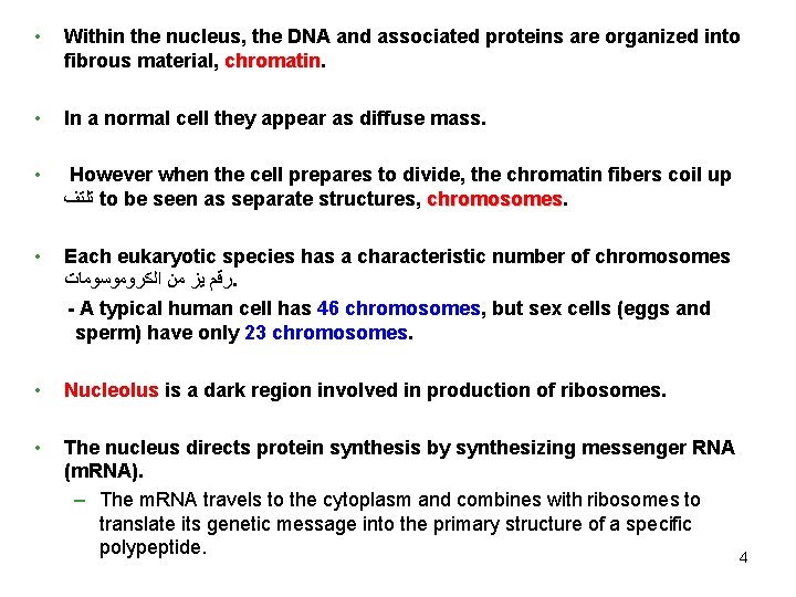  • Within the nucleus, the DNA and associated proteins are organized into fibrous