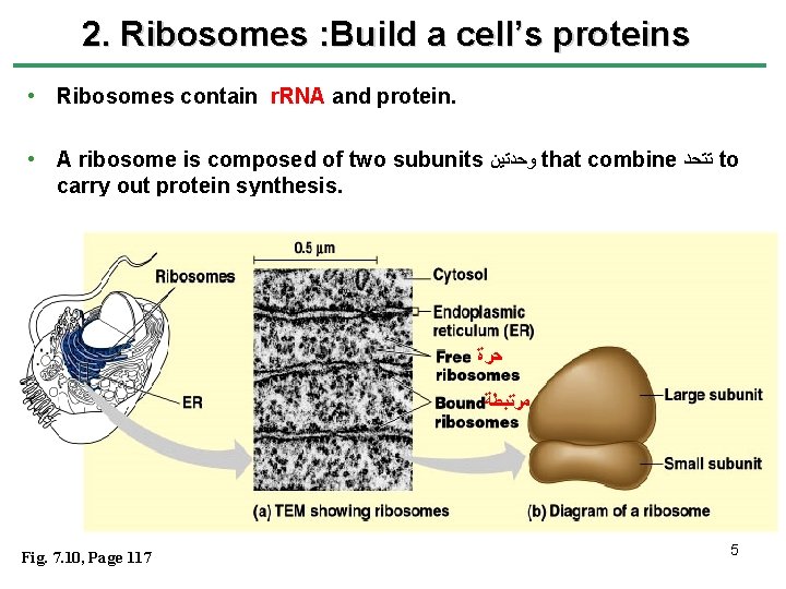 2. Ribosomes : Build a cell’s proteins • Ribosomes contain r. RNA and protein.