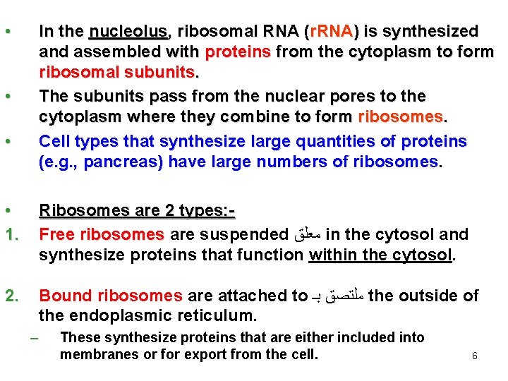  • In the nucleolus, ribosomal RNA (r. RNA) is synthesized and assembled with