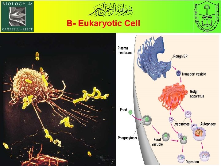 B- Eukaryotic Cell 