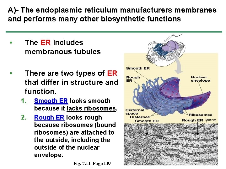 A)- The endoplasmic reticulum manufacturers membranes and performs many other biosynthetic functions • The