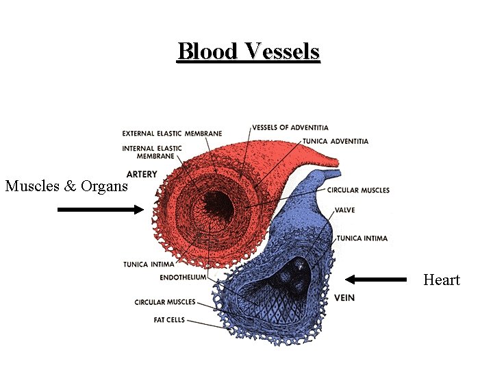 Blood Vessels Muscles & Organs Heart 