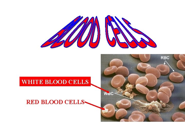 WHITE BLOOD CELLS RED BLOOD CELLS 