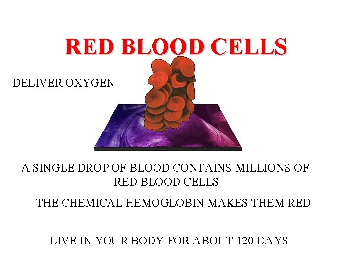 RED BLOOD CELLS DELIVER OXYGEN A SINGLE DROP OF BLOOD CONTAINS MILLIONS OF RED