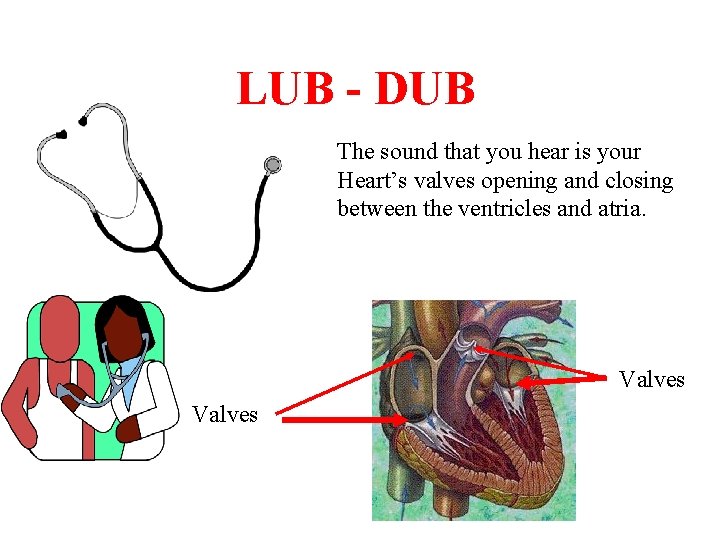 LUB - DUB The sound that you hear is your Heart’s valves opening and