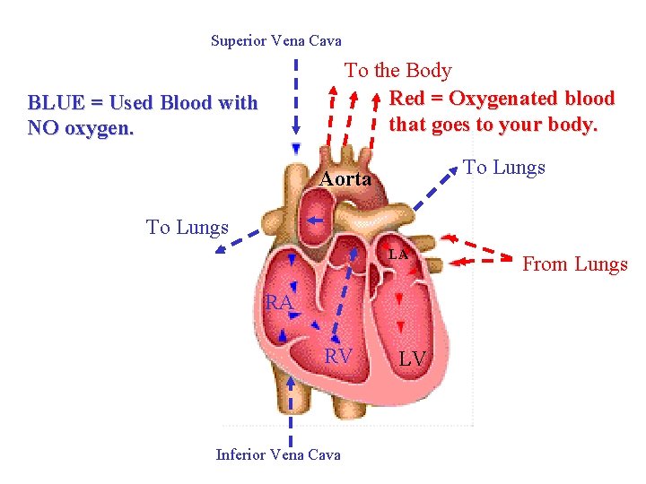 Superior Vena Cava To the Body Red = Oxygenated blood that goes to your