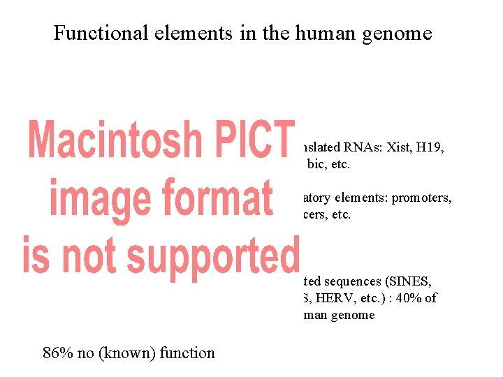 Functional elements in the human genome Untranslated RNAs: Xist, H 19, His-1, bic, etc.