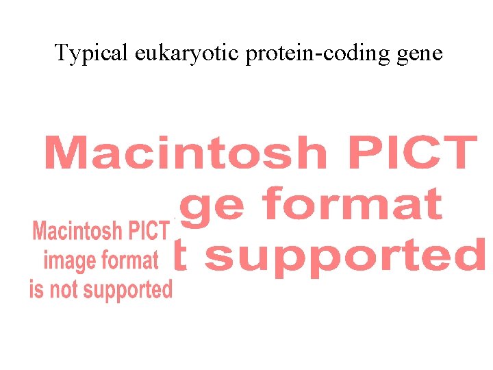 Typical eukaryotic protein-coding gene 