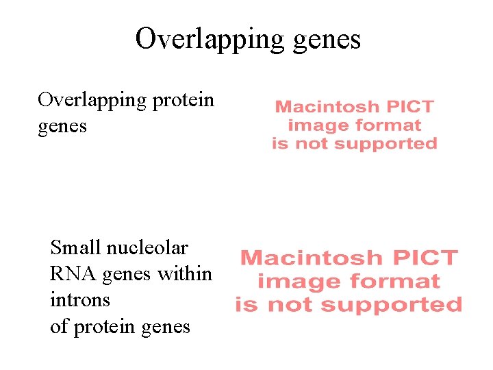 Overlapping genes Overlapping protein genes Small nucleolar RNA genes within introns of protein genes