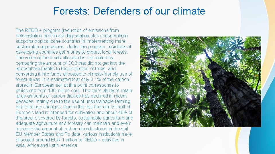 Forests: Defenders of our climate The REDD + program (reduction of emissions from deforestation