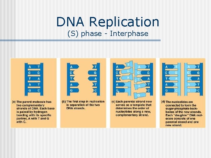 DNA Replication (S) phase - Interphase 
