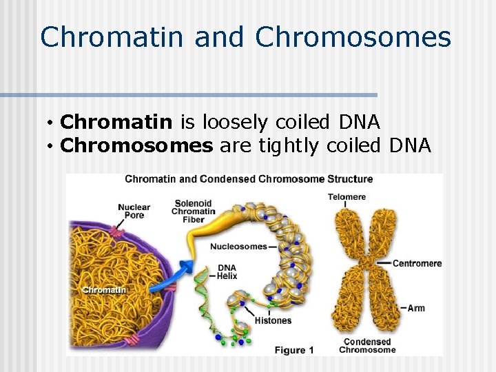 Chromatin and Chromosomes • Chromatin is loosely coiled DNA • Chromosomes are tightly coiled