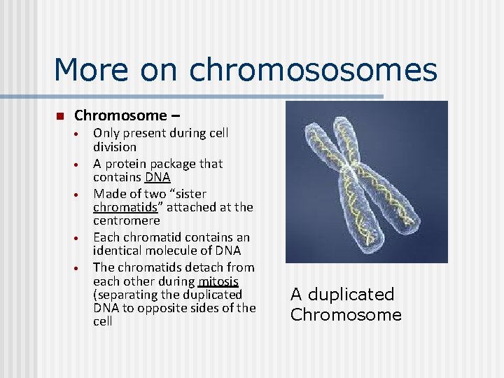 More on chromososomes n Chromosome – Only present during cell division A protein package