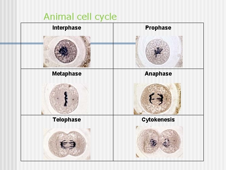 Animal cell cycle Interphase Prophase Metaphase Anaphase Telophase Cytokenesis 