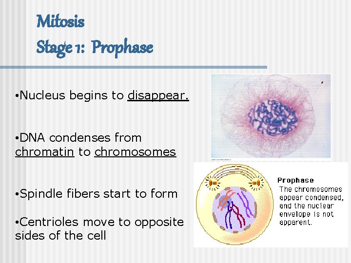 Mitosis Stage 1: Prophase • Nucleus begins to disappear. • DNA condenses from chromatin