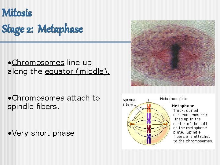 Mitosis Stage 2: Metaphase • Chromosomes line up along the equator (middle). • Chromosomes
