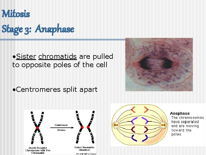 Mitosis Stage 3: Anaphase • Sister chromatids are pulled to opposite poles of the