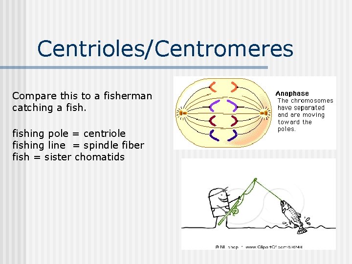 Centrioles/Centromeres Compare this to a fisherman catching a fishing pole = centriole fishing line