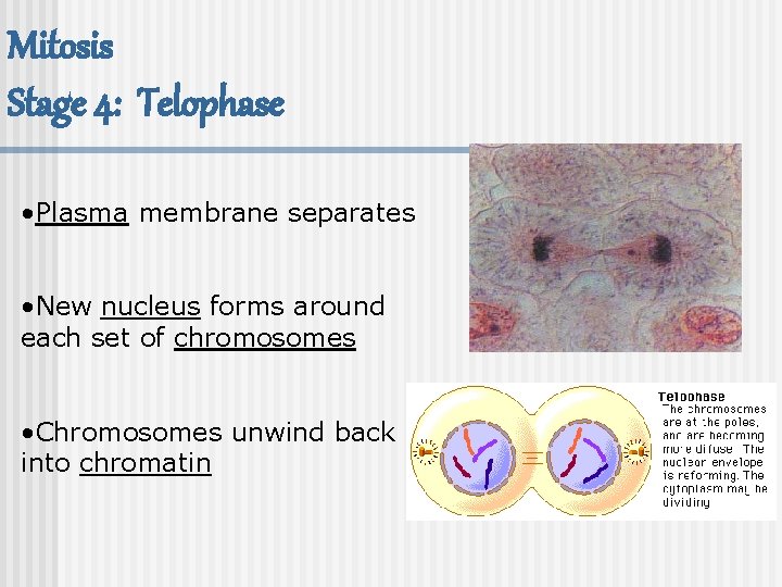 Mitosis Stage 4: Telophase • Plasma membrane separates • New nucleus forms around each
