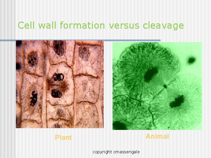 Cell wall formation versus cleavage Animal Plant copyright cmassengale 