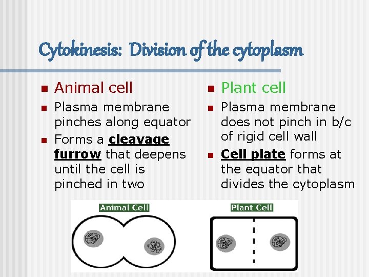 Cytokinesis: Division of the cytoplasm n Animal cell n Plant cell n Plasma membrane