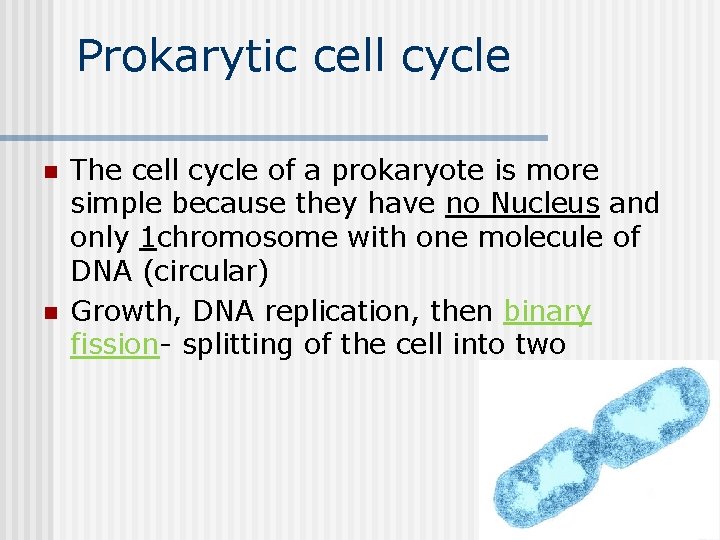 Prokarytic cell cycle n n The cell cycle of a prokaryote is more simple