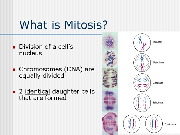 What is Mitosis? n Division of a cell’s nucleus n Chromosomes (DNA) are equally