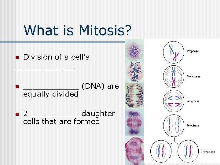 What is Mitosis? Division of a cell’s _______ n n ______ (DNA) are equally