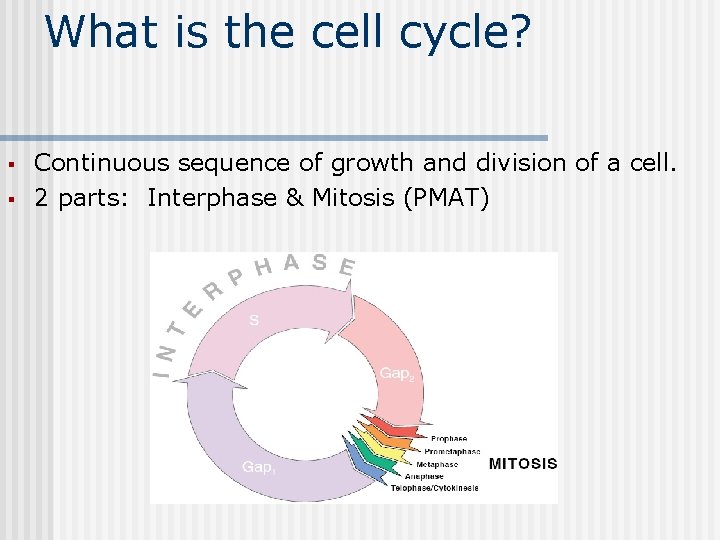 What is the cell cycle? § § Continuous sequence of growth and division of