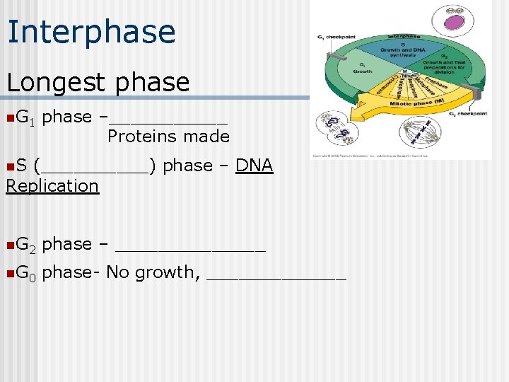 Interphase Longest phase n. G 1 phase –______ Proteins made - n. S (_____)