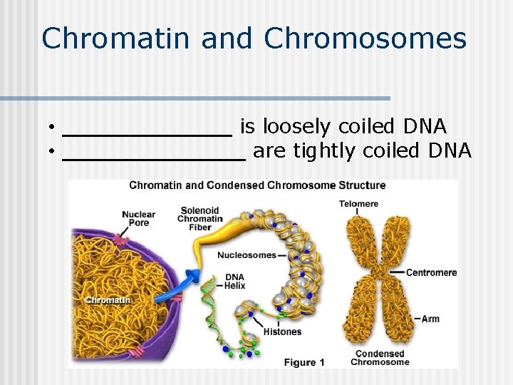 Chromatin and Chromosomes • ______ is loosely coiled DNA • _______ are tightly coiled