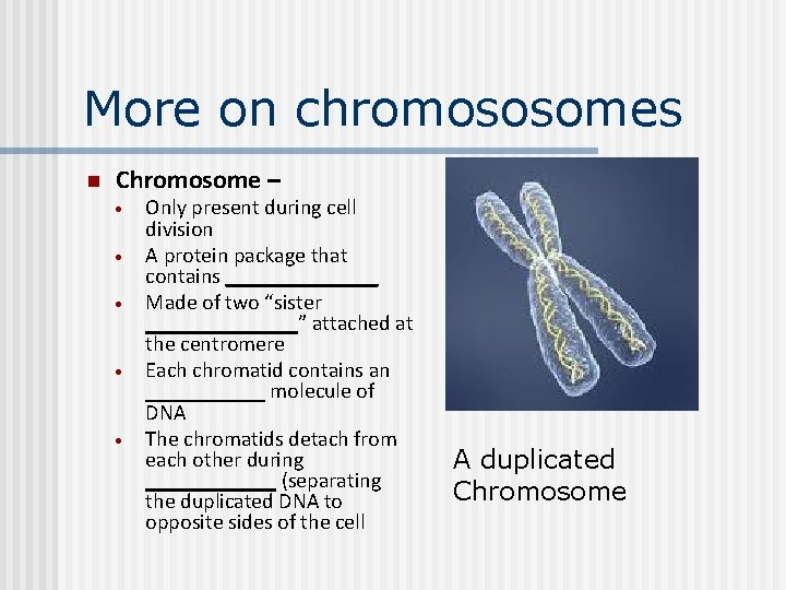 More on chromososomes n Chromosome – Only present during cell division A protein package