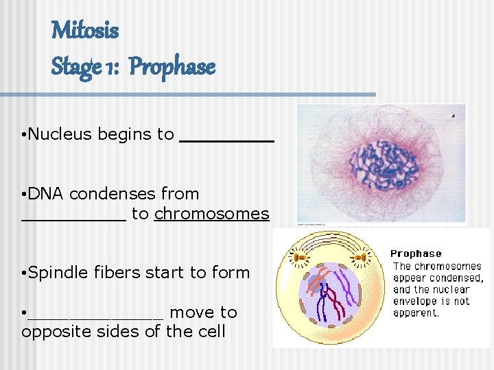 Mitosis Stage 1: Prophase • Nucleus begins to _____ • DNA condenses from _____