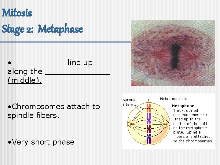 Mitosis Stage 2: Metaphase • ______line up along the _______ (middle). • Chromosomes attach