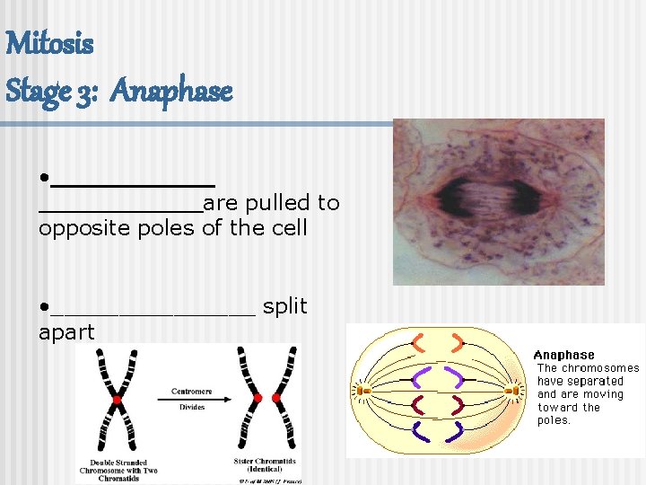 Mitosis Stage 3: Anaphase • ____________are pulled to opposite poles of the cell •