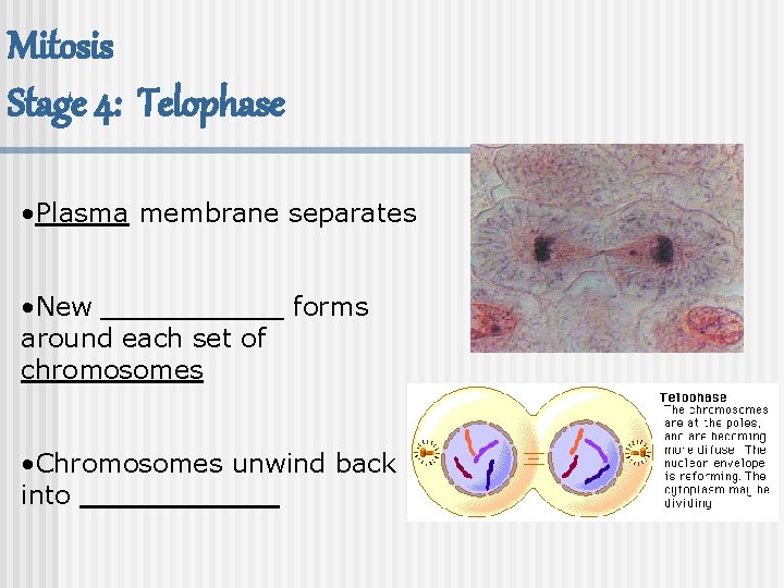 Mitosis Stage 4: Telophase • Plasma membrane separates • New ______ forms around each