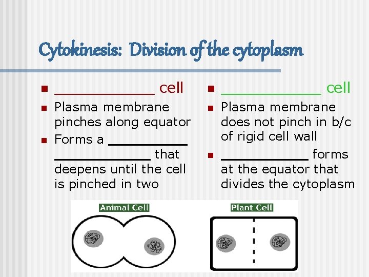 Cytokinesis: Division of the cytoplasm n ___________ cell n Plasma membrane pinches along equator