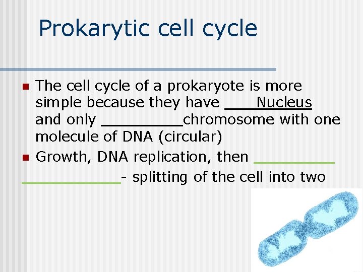 Prokarytic cell cycle The cell cycle of a prokaryote is more simple because they