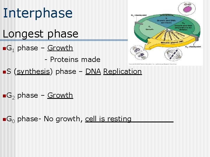 Interphase Longest phase n. G 1 phase – Growth - Proteins made n. S