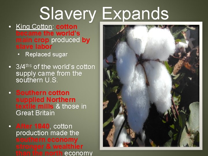 Slavery Expands • King Cotton: cotton became the world’s main crop produced by slave