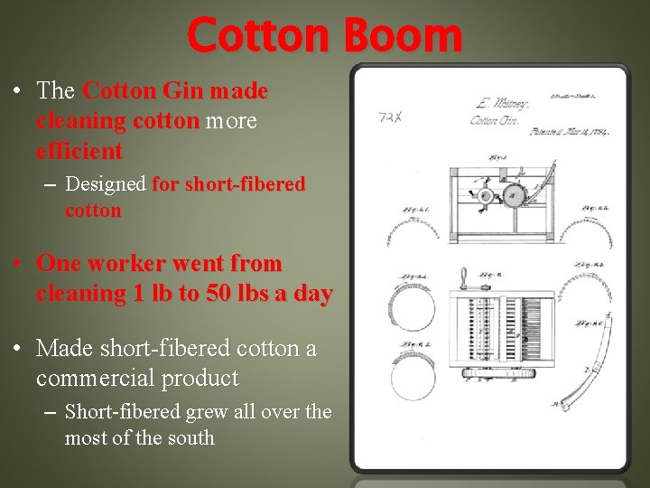 Cotton Boom • The Cotton Gin made cleaning cotton more efficient – Designed for